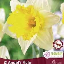 bulbe d'automne - jonquille/narc. angel flute