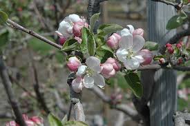 Malus 'Akane'