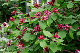 Calycanthus x raulstonii 'Hartlage Wine' (Sweetshrub)