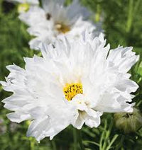 Seed - Cosmos 'Double Click Snow Puff' - West Coast Seeds