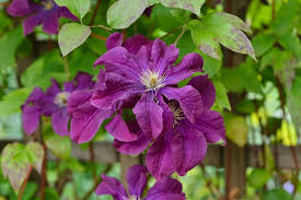 Clematis Viticella Etoile Violette