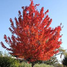 Acer - Rubrum - Bowhall - érable