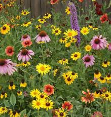 Seed - Wildflowers (Great Lakes) - West Coast Seeds