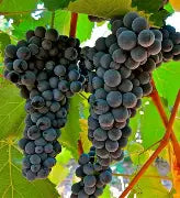 Vitis Frontenac noir - raisin - vigne  (sans pépin)