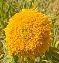 Seed - Sunflower 'Teddy Bear' - West Coast Seeds