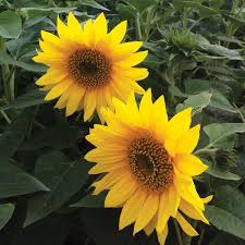 Helianthus Pacino Gold