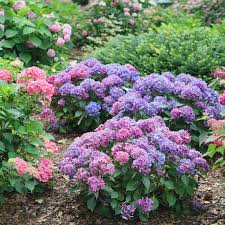 Hydrangea macrophylla let's dance lovable