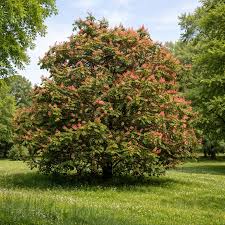 Aesculus - Marronnier rouge - Red buckeye