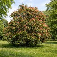 Aesculus - Marronnier rouge - Red buckeye