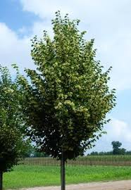 Tilia cordata "Corinthian" (corzam)