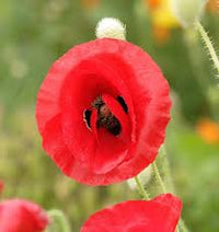 Seed - Poppy 'Flanders' - West Coast Seeds