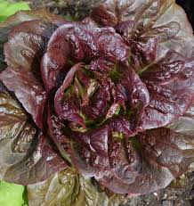 Seed - Lettuce 'Pomegranade Crunch' - West Coast Seeds