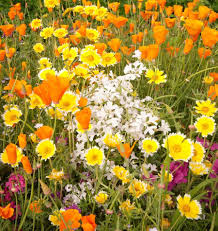 Semence - Fleurs Sauvages (Mélange Xeriscape) - West Coast Seeds