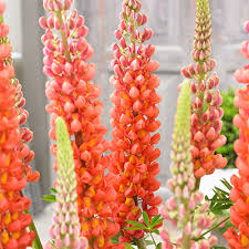 Lupinus Westcontry terracotta