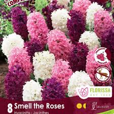 bulbe d'automne - paquet de 8 bulbe fall colourful companions smell the roses retail
