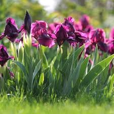 Iris pumila cherry garden