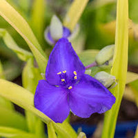 Tradescantia Blue and gold