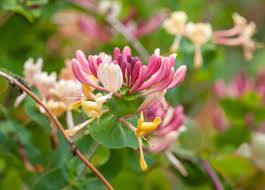 Lonicera periclymenum florida (Serotina)