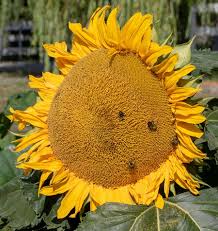 Seeds - Wildflowers (Bumblebee Mix) - West Coast Seeds