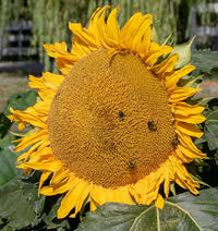 Seeds - Wildflowers (Bumblebee Mix) - West Coast Seeds