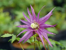 Clematis macropetala Sparky® Purple
