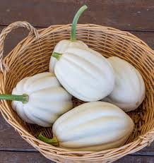 Semence - Courge 'Mashed Potatoes F1' - West Coast Seeds