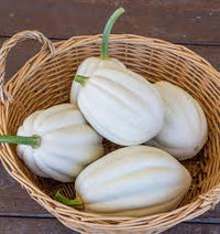 Semence - Courge 'Mashed Potatoes F1' - West Coast Seeds