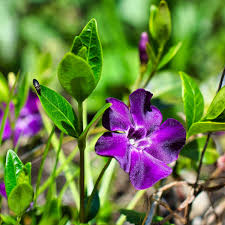 Vinca minor - Petite Pervenche / Common Periwinkle