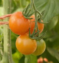 Seed - Tomato 'Sungold F1' - West Coast Seeds
