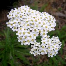 achillea millefolium VT