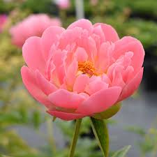 Paeonia 'Pink Hawaiian Coral' - Pivoine