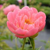 Paeonia 'Pink Hawaiian Coral' - Pivoine
