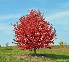 Acer - Rubrum - Red Sunset- érable