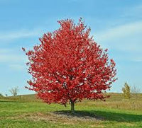 Acer - Rubrum - Red Sunset- érable