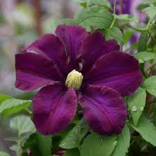 Clematis Warszawska nike