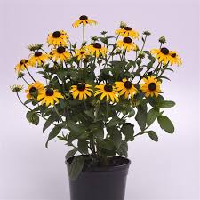 Rudbeckia Fulgida Goldblitz