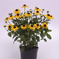 Rudbeckia Fulgida Goldblitz