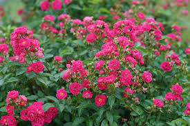 Rosa Oso Easy Peasy™ - Rosier