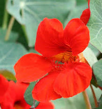 Semence - Capucine 'Empress of India' - West Coast Seeds