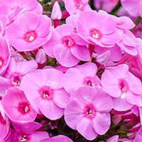 Phlox pan Luminary Prismatic Pink PW