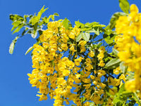 Koelreuteria paniculata (Savonnier)