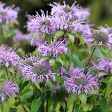 Monarda fistulosa