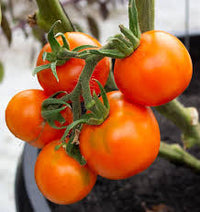 Seed - Tomato 'Old German' Organic - West Coast Seeds