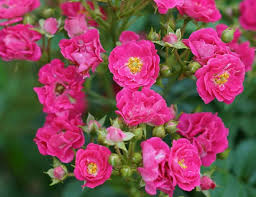 Rosa Oso Easy Peasy™ - Rosier