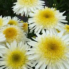 Leucanthemum x Superbum 'Glory'
