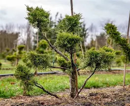 Juniperus Chinensis Old Gold (Bonzai)