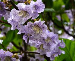 Paulownia MYSTÈRE - Paulownia CATALPIFOLIA ou KAWAKAMII