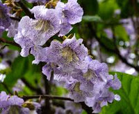 Paulownia MYSTÈRE - Paulownia CATALPIFOLIA ou KAWAKAMII