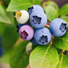 Vaccinium 'Hardy blue'