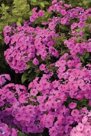 Phlox Paniculata Flame Pink
